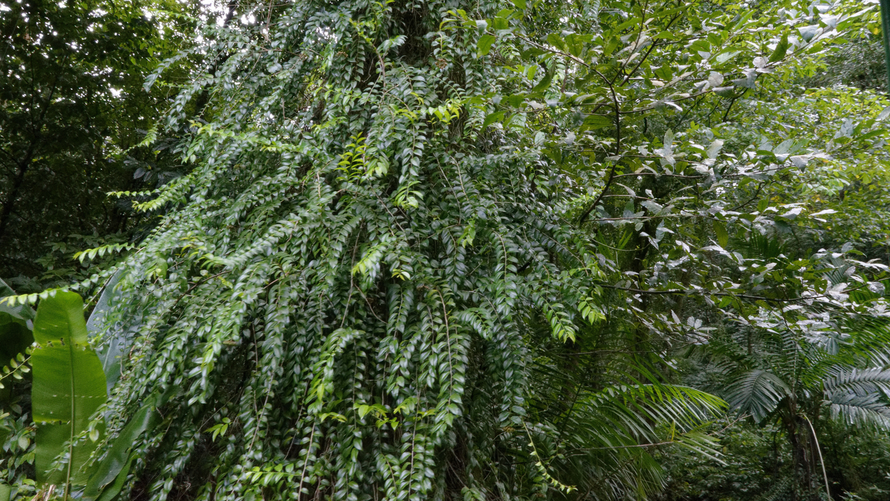 20190201-101205•Rain Forst Aerial Tram•Bisee•Castries•St Lucia
